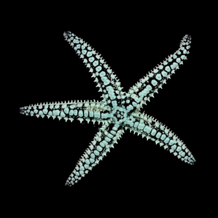 Spikey Starfish Gomophia Sp