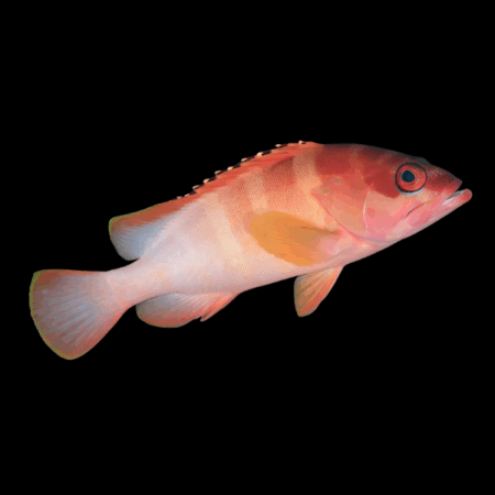 Sunset Grouper Epinephelus Fasciatus