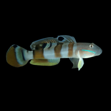 Tiger Goby Valenciennea Wardii