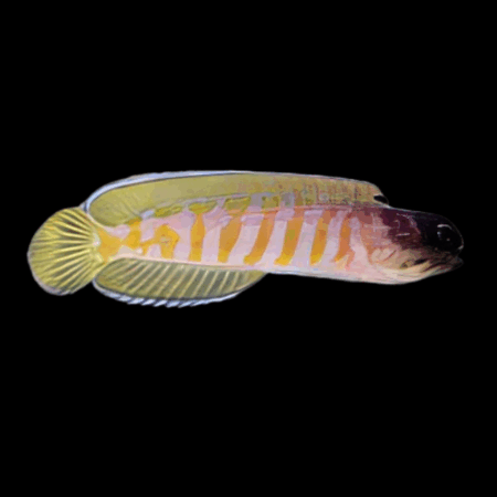 Tiger Jawfish Opistognathus Randalli