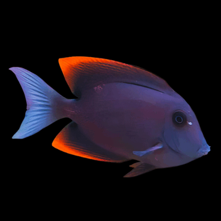 Tomini Tang Ctenochaetus Tominiensis