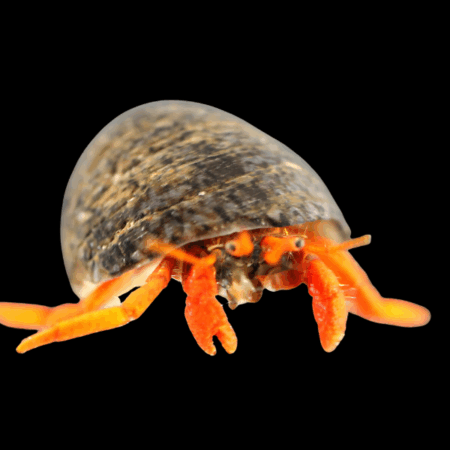 True Orange Legged Hermit Crab Clibanarius Tricolor