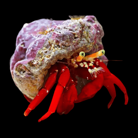 True Red Legged Hermit Crab Clibanarius Tricolor