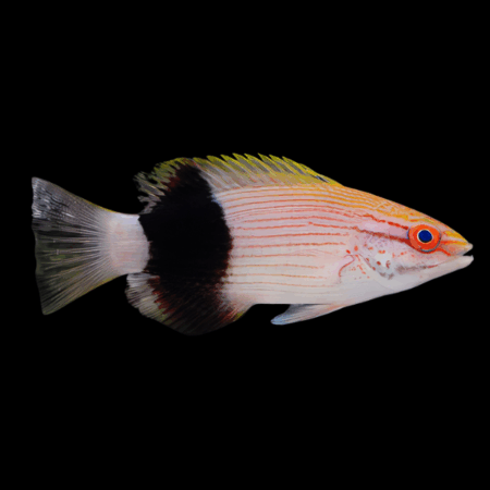 Tuxedo Hog Fish Bodianus Bilunulatus