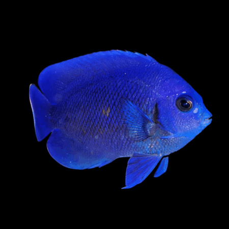 Twilight Dwarf Angelfish Centropyge Deborae