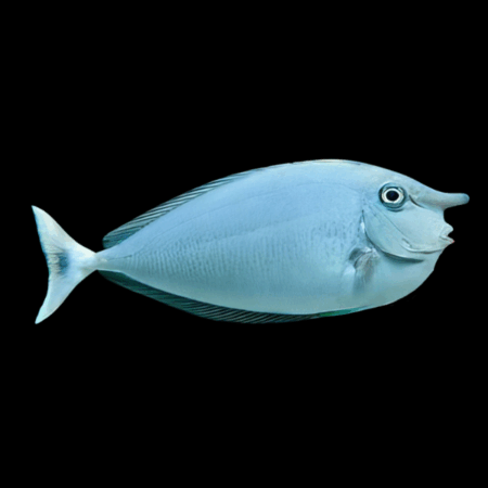 Unicorn Blue Naso Tang Naso Brevirostris