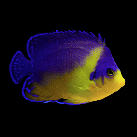 Venusta Dwarf Angelfish Paracentropyge Venusta