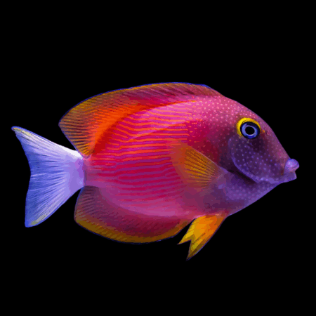 White Tail Kole Tang Ctenochaetus Flavicauda