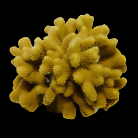Yellow Branch Hard Coral Porites Sp