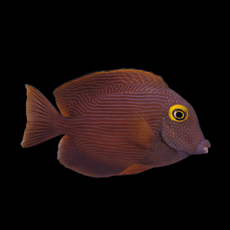 Yellow Eye Tang Ctenochaetus Strigosus