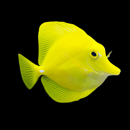Yellow Tang Zebrasoma Flavescens