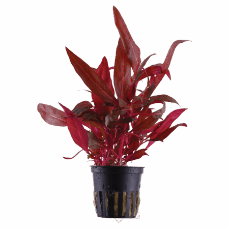 Five Potted Plants Mini Red Temple Plant Alternanthera Reinickii