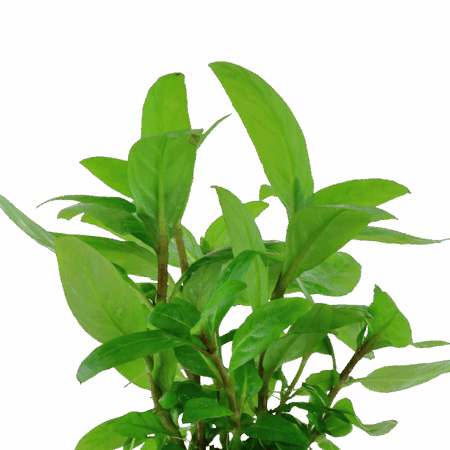 Five Potted Plants Porto Vehlo Staurogyne Plant Staurogyne Sp