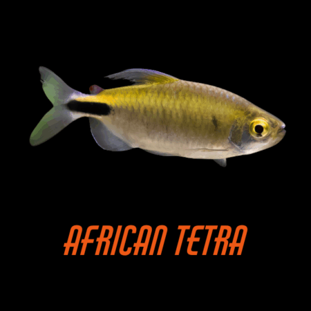 African Tetra