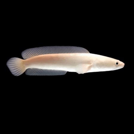 Albino Chevron Snakehead Channa Striatus 5cm