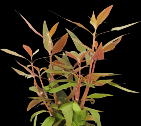 Five Potted Plants Purple Temple Plant Alternanthera Lilacina