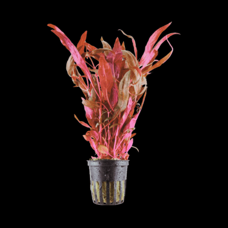 Five Potted Plants Magenta Water Hedge Plant Alternanthera Reineckii