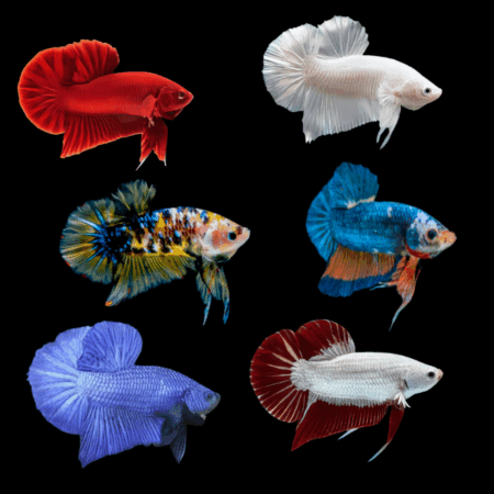 Assorted Betta Plakat