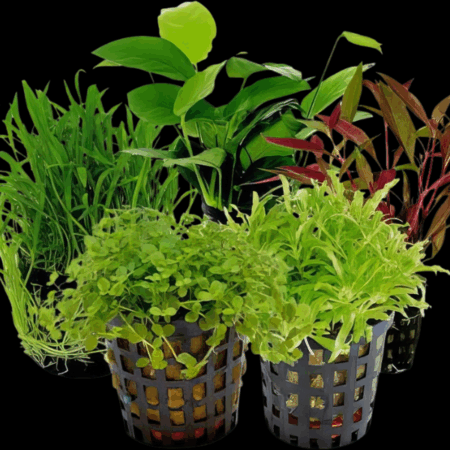 Ten Potted Plants Assorted Front & Nano Plants