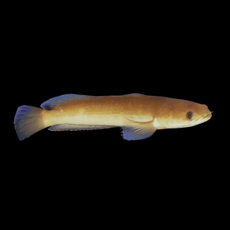 Black Snakehead Channa Melasoma 15cm