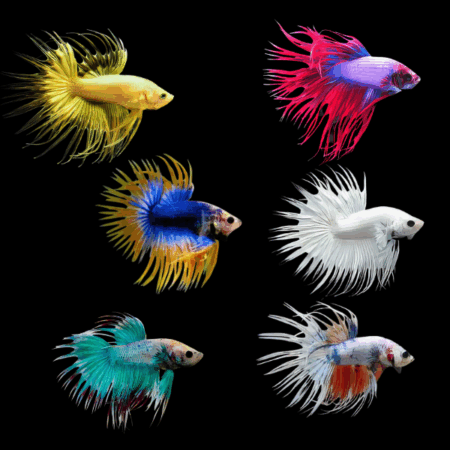 Assorted Betta Crown Tail