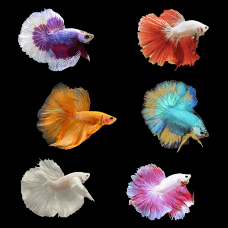 Dragon Scale Half Moon Betta Assorted Male 3cm