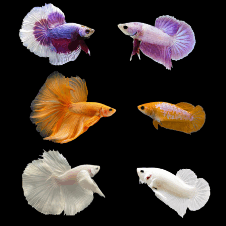 Dragon Scale Half Moon Betta Assorted Pair's Male & Female 3cm