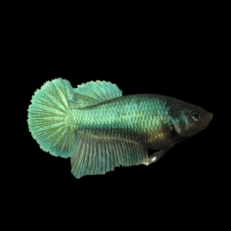 Dragon Scale Half Moon Betta Female Green Base 3cm