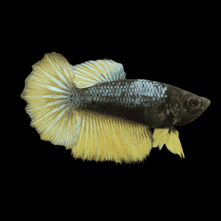 Dragon Scale Half Moon Betta Female Mustard Gas 3cm