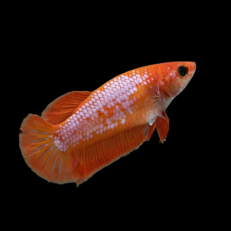 Dragon Scale Half Moon Betta Female Orange Base 3cm