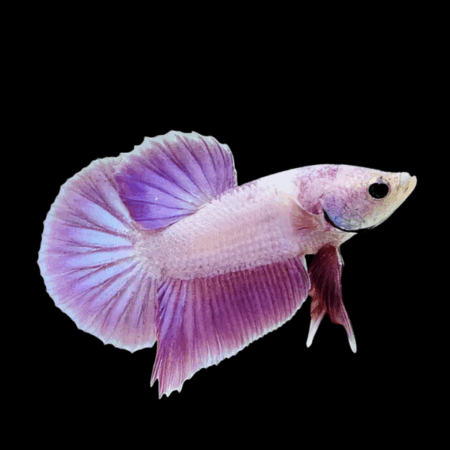 Dragon Scale Half Moon Betta Female Purple Base 3cm