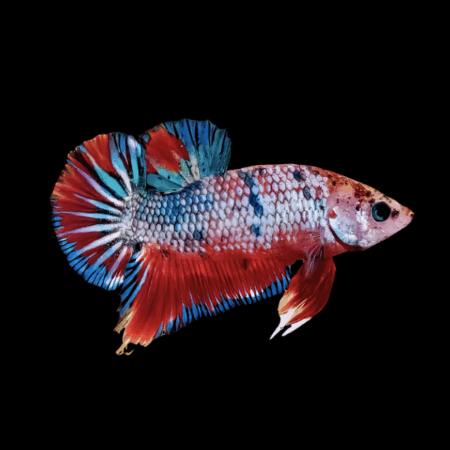 Dragon Scale Half Moon Betta Female Tri Colour 3cm