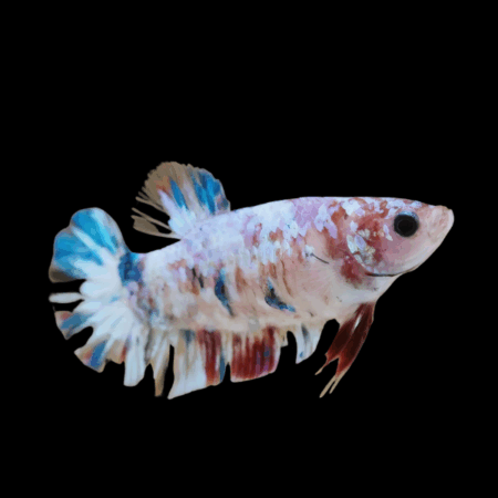 Dragon Scale Half Moon Betta Female White Base 3cm