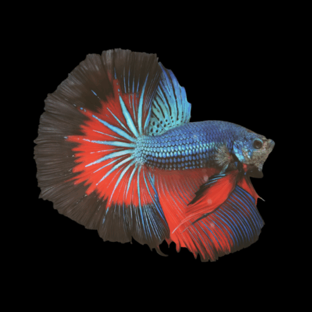 Dragon Scale Half Moon Betta Male Tri Colour 3cm