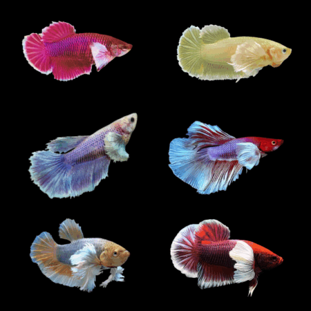 Dumbo Betta Assorted Female 3cm