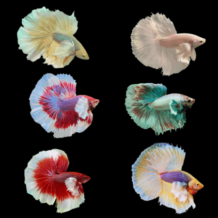 Assorted Betta Dumbo