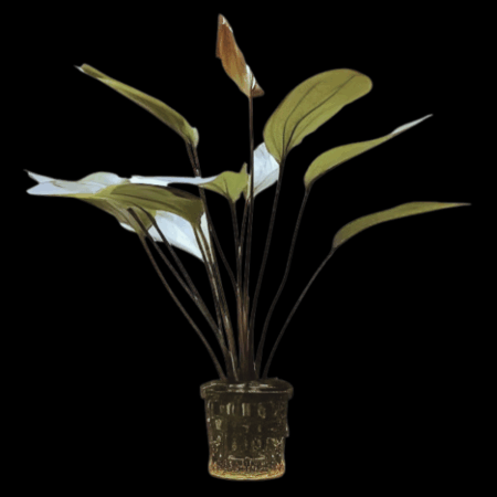 Five Potted Plants Krapeatnyj Sword Plant Echinodorus Krapeatnyj