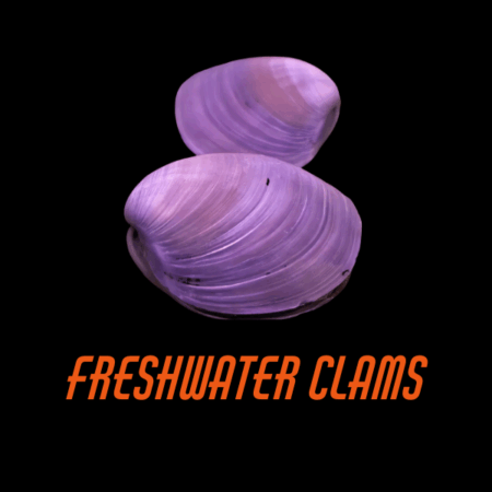 Freshwater Clams