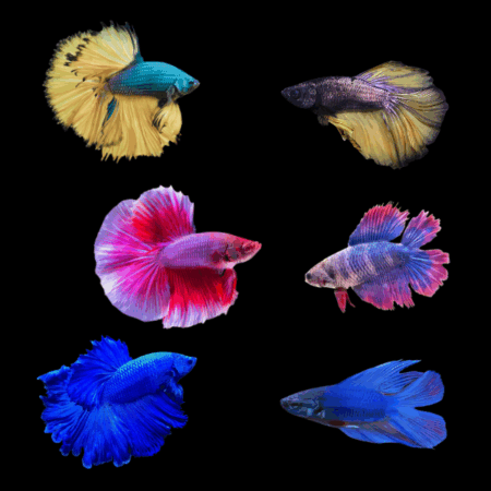 Full Moon Betta Assorted Pair's Male & Female 3cm