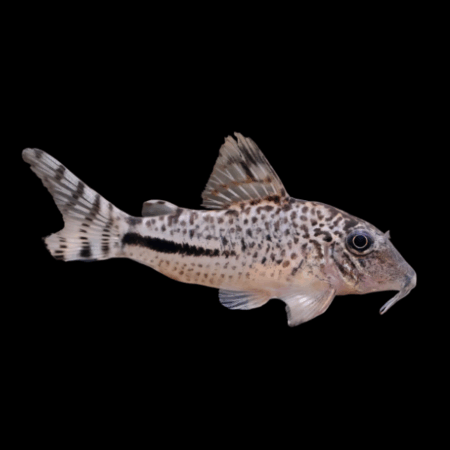 Fullers Corydoras Fulleri 3cm Catfish