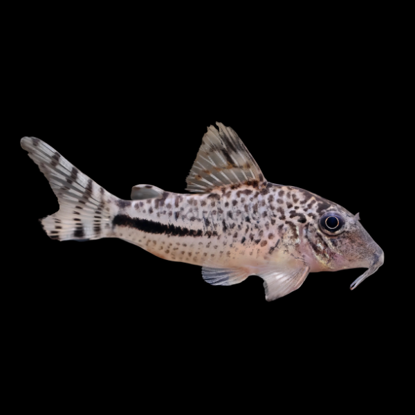 Fullers Corydoras Fulleri 3cm Catfish