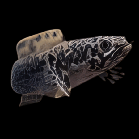 Granite Limbata Snakehead Channa Limbata 5cm