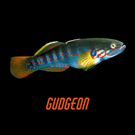 Gudgeon