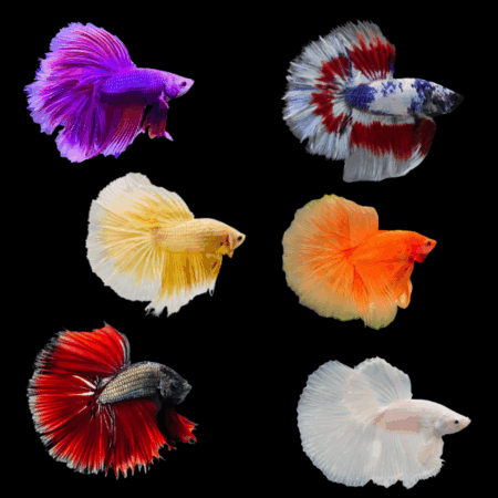 Assorted Betta Half Moon
