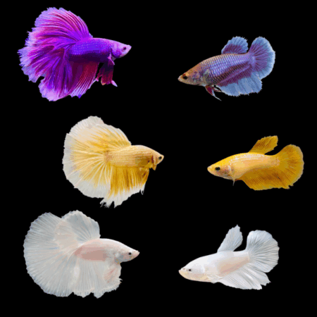 Half Moon Betta Assorted Pair's Male & Female 3cm