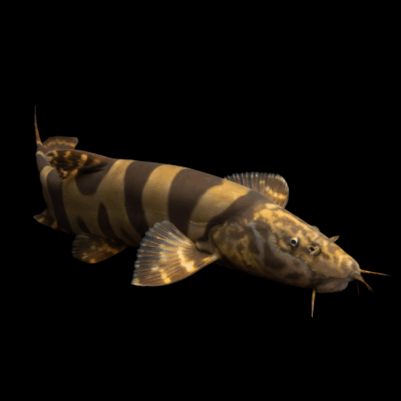 Imperial Flower Royal Clown Loach Leptobotia Elongata 10cm