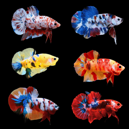 Assorted Betta Koi