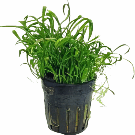 Five Potted Plants New Zealand Grass Plant Lilaeopsis Novae Zelandiae