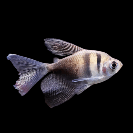 Long Fin Black Widow Tetra Gymnocorymbus Ternetzi 3cm