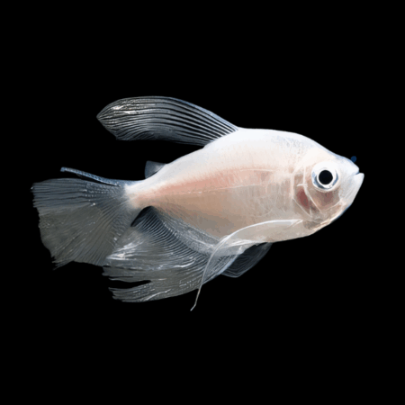 Long Fin White Widow Tetra Gymnocorymbus Ternetzi 3cm